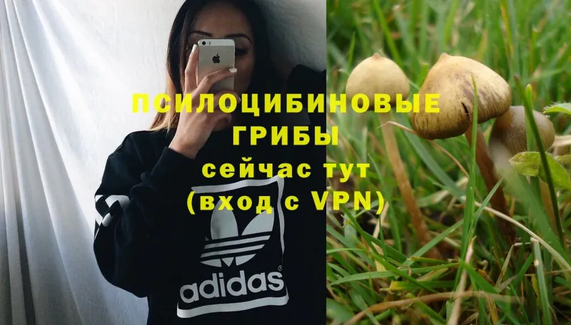 Псилоцибиновые грибы Magic Shrooms  Кировград 